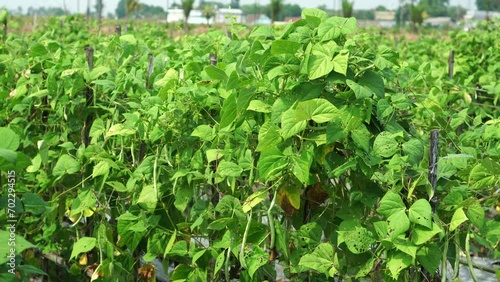 Garden plant species Phaseolus vulgaris