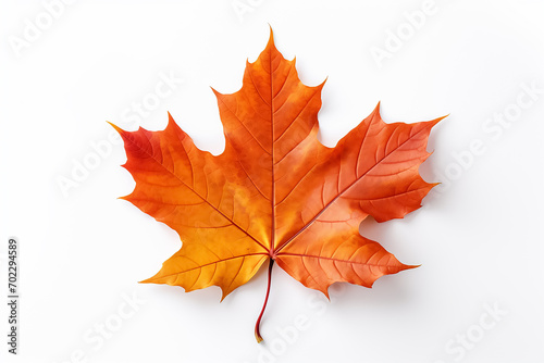 Beautiful fresh maple leaf isolated on white background