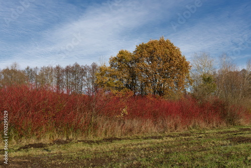 Landschaft mit Rotem Hartriegel bei Trebbin