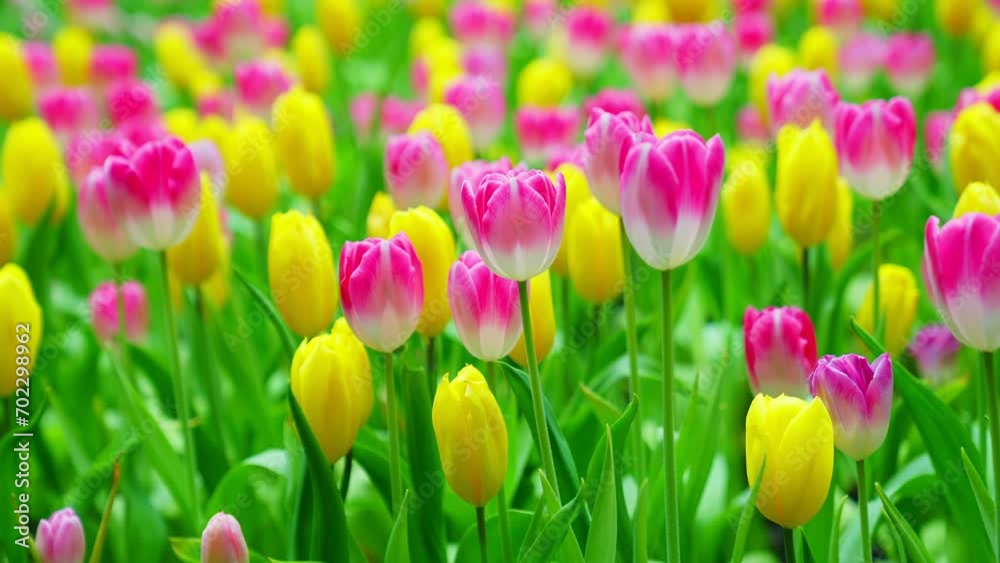 Slow motion close-up shot view of bouquet blooming white, pink, yellow tulips in the garden. Spring, cool weather, winter, Natural landscape with spring flowers. beautiful field flowers. Slow motion close-up shot view of bouquet blooming white, pink, yellow tulips in the garden. Spring, cool weather, winter, Natural landscape with spring flowers. beautiful field flowers.
