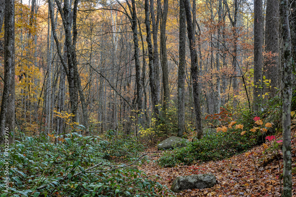Obraz premium autumn in the woods