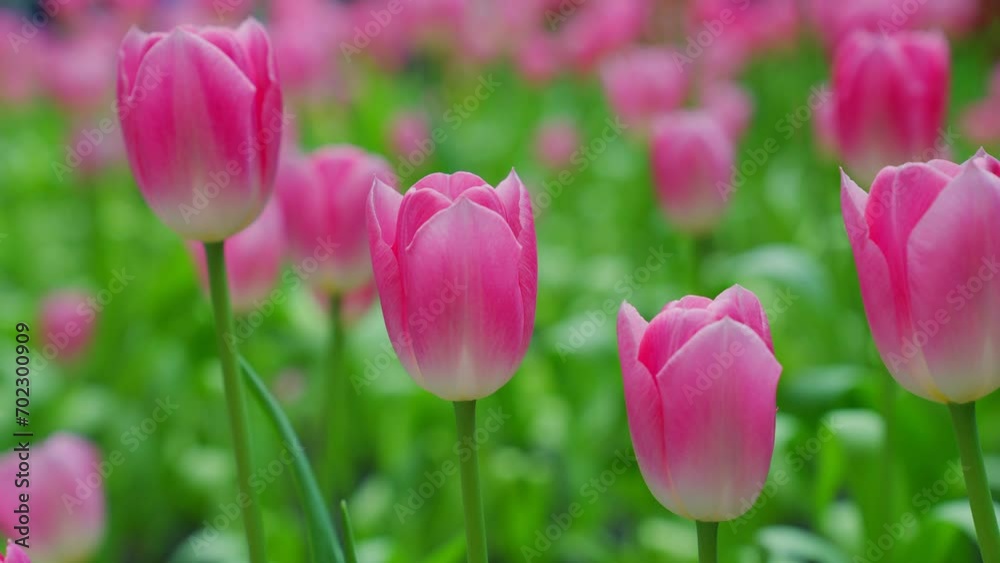Slow motion close-up shot view of bouquet blooming white and pink tulips in the garden. Spring, cool weather, winter, Natural landscape with spring flowers. beautiful field flowers. Slow motion close-up shot view of bouquet blooming white and pink tulips in the garden. Spring, cool weather, winter, Natural landscape with spring flowers. beautiful field flowers.