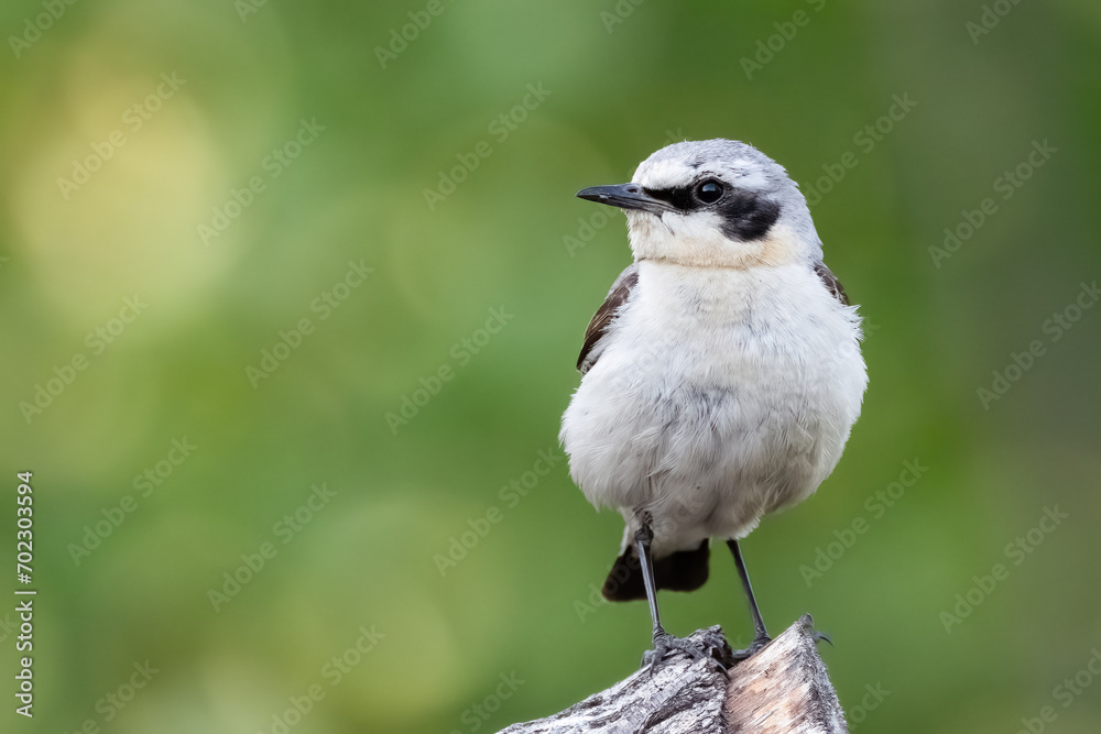 Fototapeta premium northern wheatear
