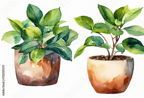 potted ficus plant, botanical clip art isolated on white background. Green leaves. Home interior