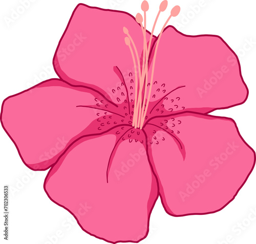 Azalea Pink Flower Petal Vector Illustration photo