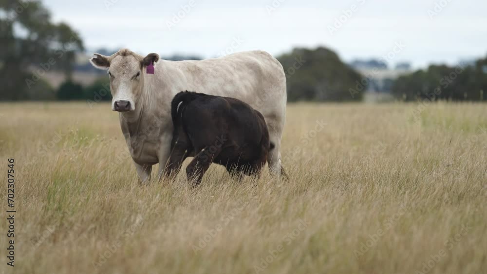 calf drinking milk from a cow in a field on a farm in australia calf drinking milk from a cow in a field on a farm in australia