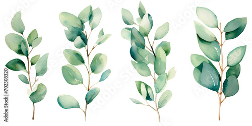 watercolor drawing, set of eucalyptus leaves. delicate illustration, clipart	
