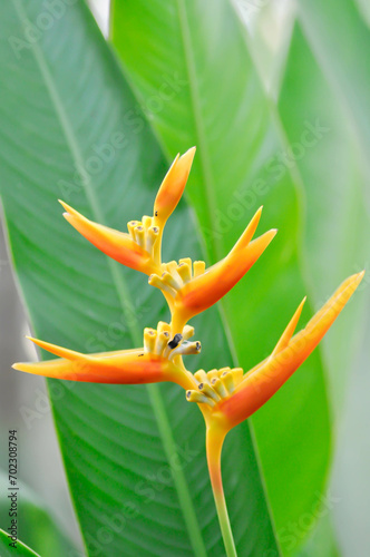 Heliconia psittacorum or Bird of paradise, Strelitzia reginae or Sterliziaceae flower