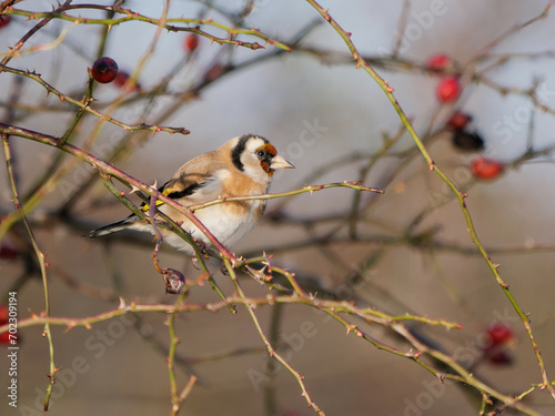 European goldfinch perching on a wild rose branch during winter