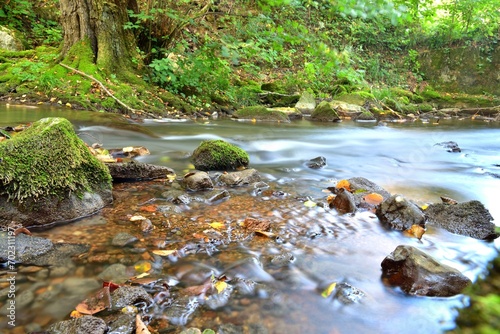 Obraz na płótnie Natural scenery of a flowing stream of in the forest w salonie