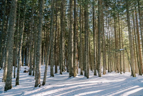 Pine trunks in a snowy coniferous forest