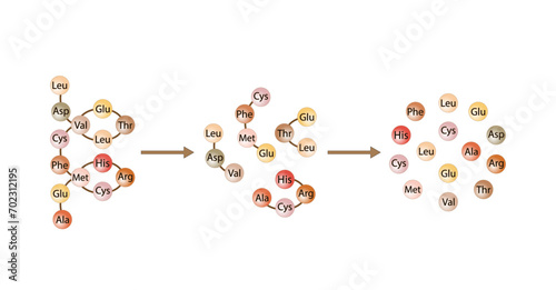 Protein Digestion. Proteases Enzymes (proteinases and peptidases) are digesting the protein into small peptide chains then into single amino acids, to be absorbed into the blood stream. Vector design.