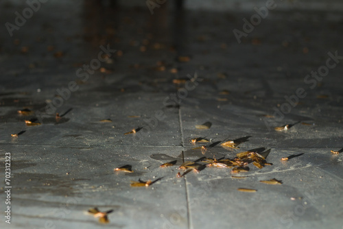 Termites or moths come out in the rainy season to look for neon light at night