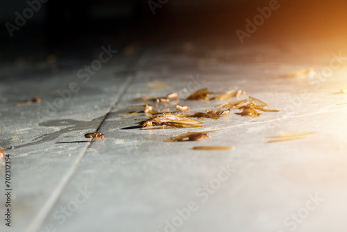 termites or moths on the floor appear when there is light at night © sf_freelancer
