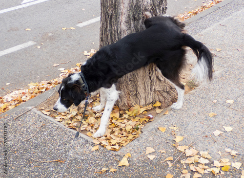 Perro de paseo, perro haciendo pis en un árbol