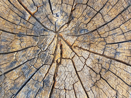 background wood texture with cracks yellow brown stump