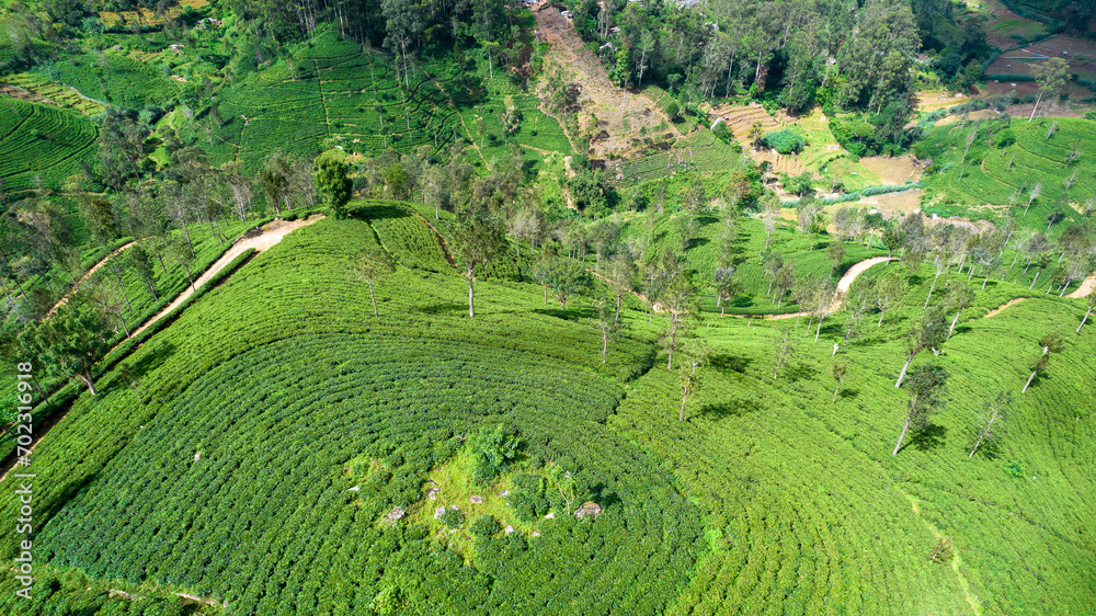 Highland tea plantations on the island of Sri Lanka. Top view, aerial photography.