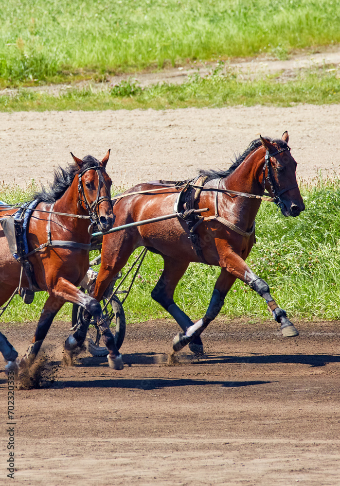 beautiful horse running along a hippodrome beautiful horse running along a hippodrome