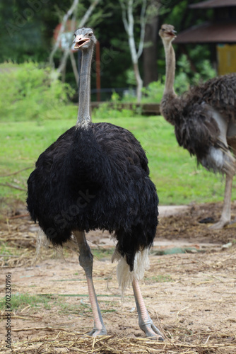 The big ostrich bird in the garden