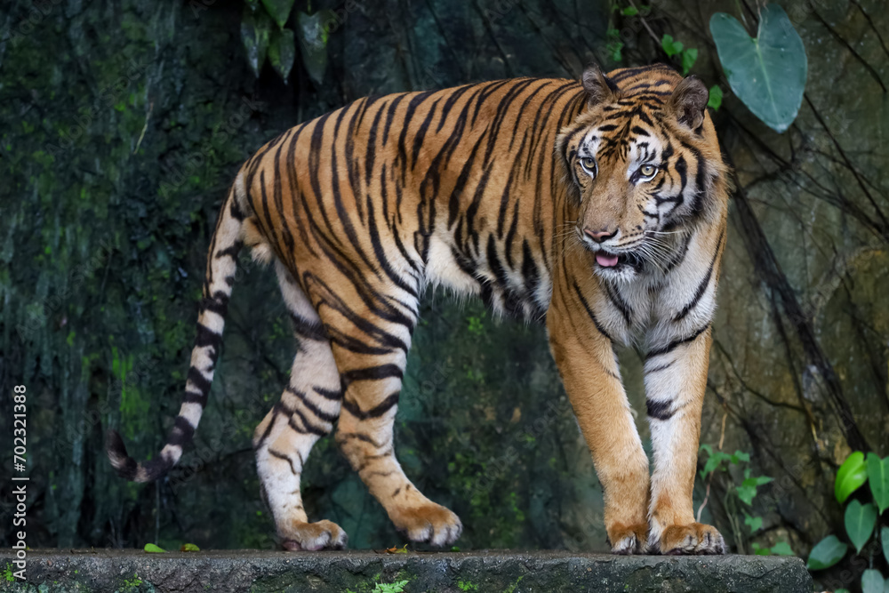 Close up Indochinese tiger is beautiful animal and dangerous in forest