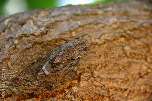 balm cricket  cicada  in old olive tree in Greece