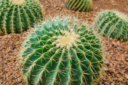 Cactus on the ground.