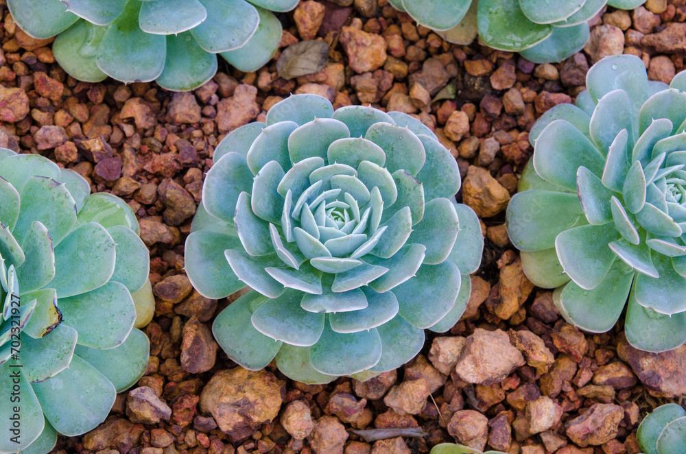 Cactus on the ground. Cactus on the ground.