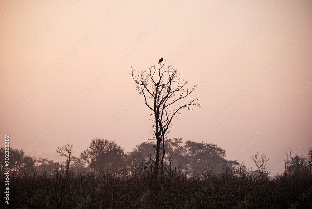 Perching bird Alone dying tree in summer, Concept of nature and season Perching bird Alone dying tree in summer, Concept of nature and season