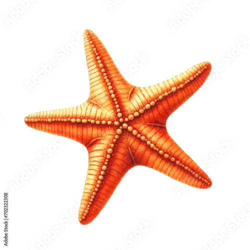 Orange sea star fish watercolor paint. Vector Illustration