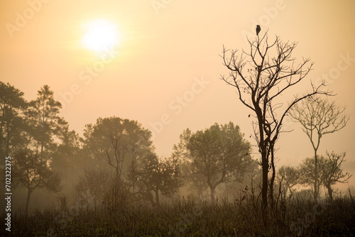 Perching bird Alone dying tree in summer, Concept of nature and season