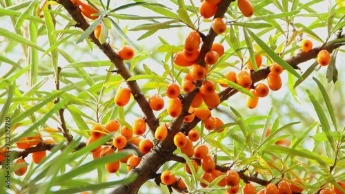 Branch with clusters of ripe sea buckthorn close-up photo