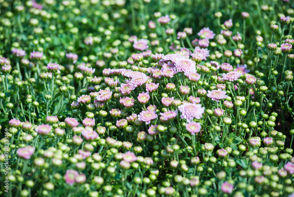 Selective focus close up Photo of beautiful chrysanthemum flowers over green foliage background. Top view.