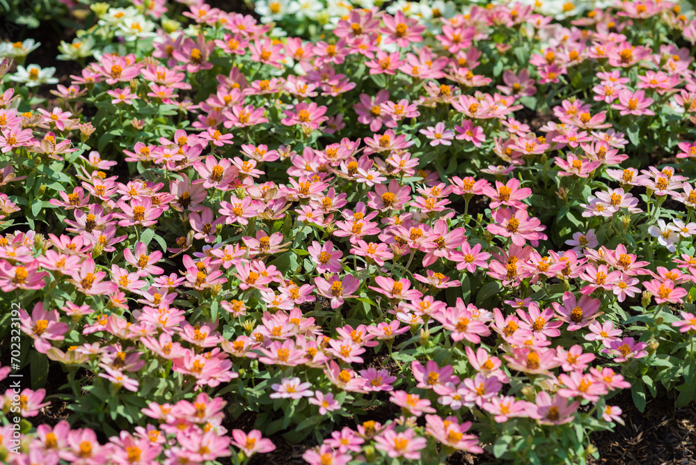 Selective focus close up Photo of beautiful chrysanthemum flowers over green foliage background. Top view.