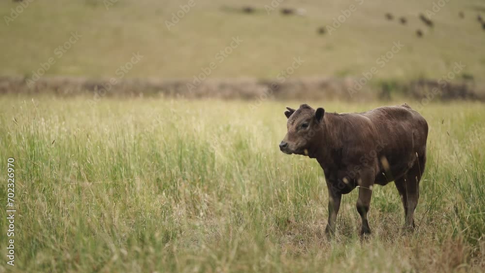 free range sustainable black stud wagyu cows in a field of tall long grass on an agricultural farm in outback australia. free range sustainable black stud wagyu cows in a field of tall long grass on an agricultural farm in outback australia.