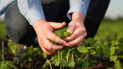 agronomist engineer examines small green sprouts field sunset. business green seedlings field. agriculture, close-up hand touching green seedling sunset, business farmer hand touching covered leaves photo