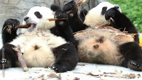 Close up Two Little Pandas ,Wolong Giant Panda Nature Reserve, Shenshuping, China photo