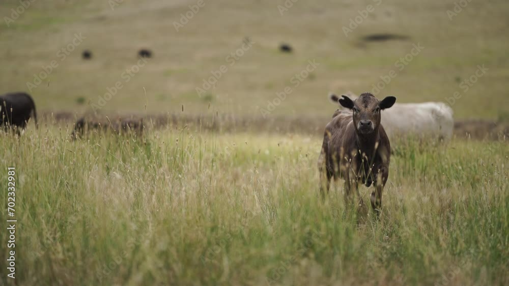 free range sustainable black stud wagyu cows in a field of tall long grass on an agricultural farm in outback australia. free range sustainable black stud wagyu cows in a field of tall long grass on an agricultural farm in outback australia.