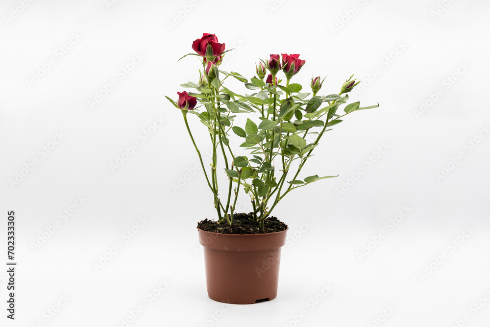 The red roses in a pot isolated on a white background.
