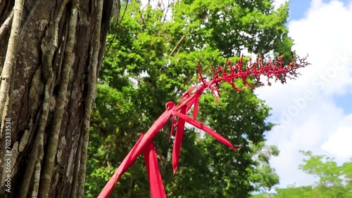 Tropical plant with beautiful red stem flower in Coba Mexico. photo