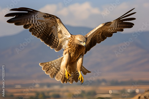 Golden eagle in flight red tailed hawk close up