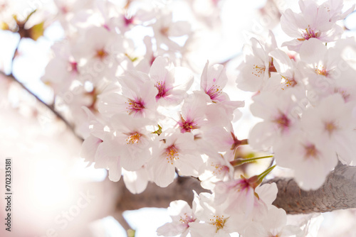 桜