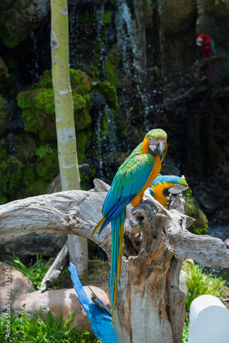 Blue-and-yellow Macaws [Ara ararauna] sitting on log.