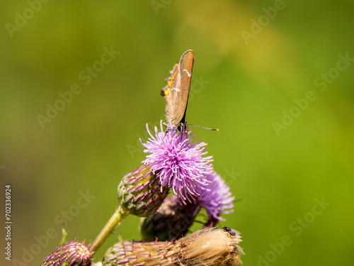 White-letter Hairstreak Feeding on Creeping Thistle photo