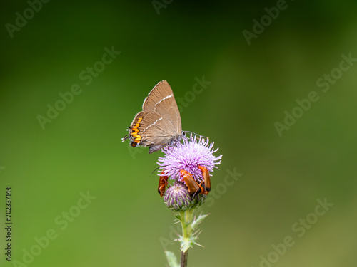 White-letter Hairstreak Feeding on Creeping Thistle photo