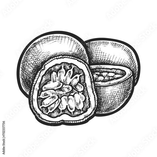 Passion fruit berry sliced in half. Vector sketch of tropical exotic fruit. Illustration for meal cooking and botany. Image for agriculture and summer harvest. Healthy nutrition and food. Maracuja