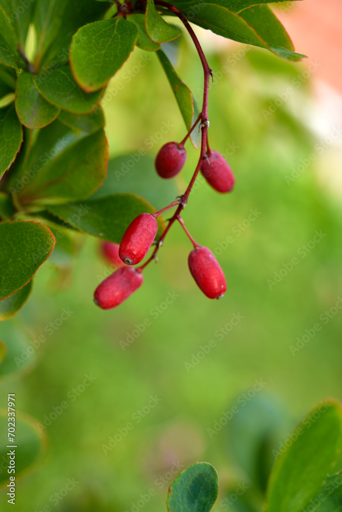 The fruits of the barberry on the bush. Red berries. Berberis vulgaris.