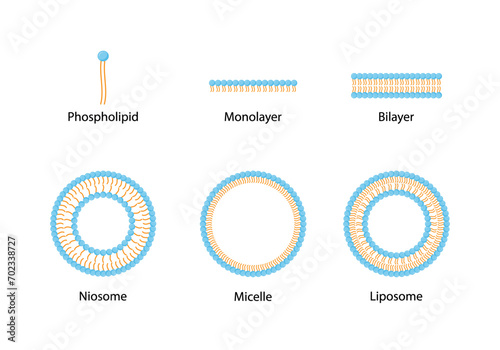 Liposome structure, phospholipid bilayer with hydrophilic head and hydrophobic tails. Niosome, single chain surfactant molecule (nonionic). Micelle, amphiphilic colloidal structure. Drug delivery.