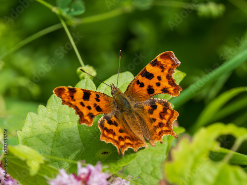 Comma Butterfly Resting, Wings Open
