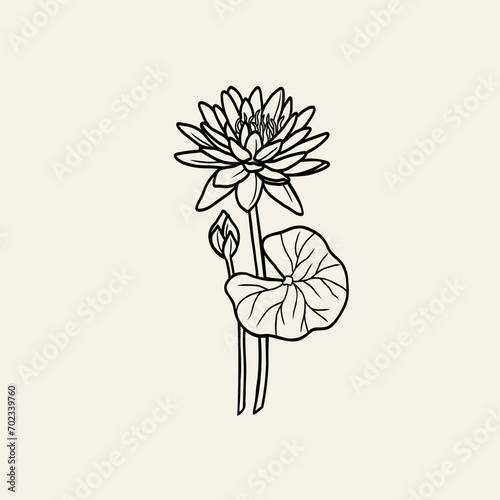 Line art water lily illustration