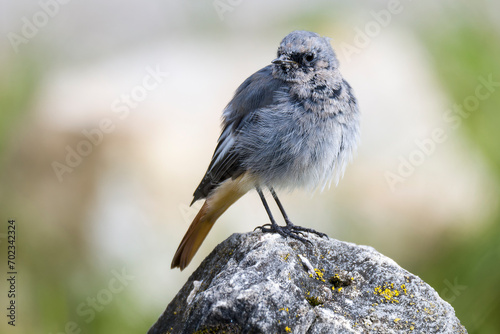 Junger männlicher Hausrotschwanz (Phoenicurus ochruros)	 photo